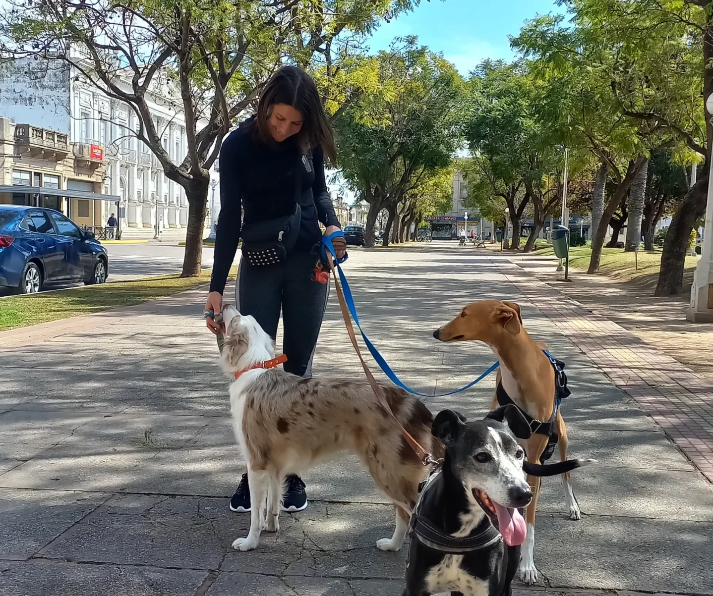 San José - Pet Shop & Paseos Caninos