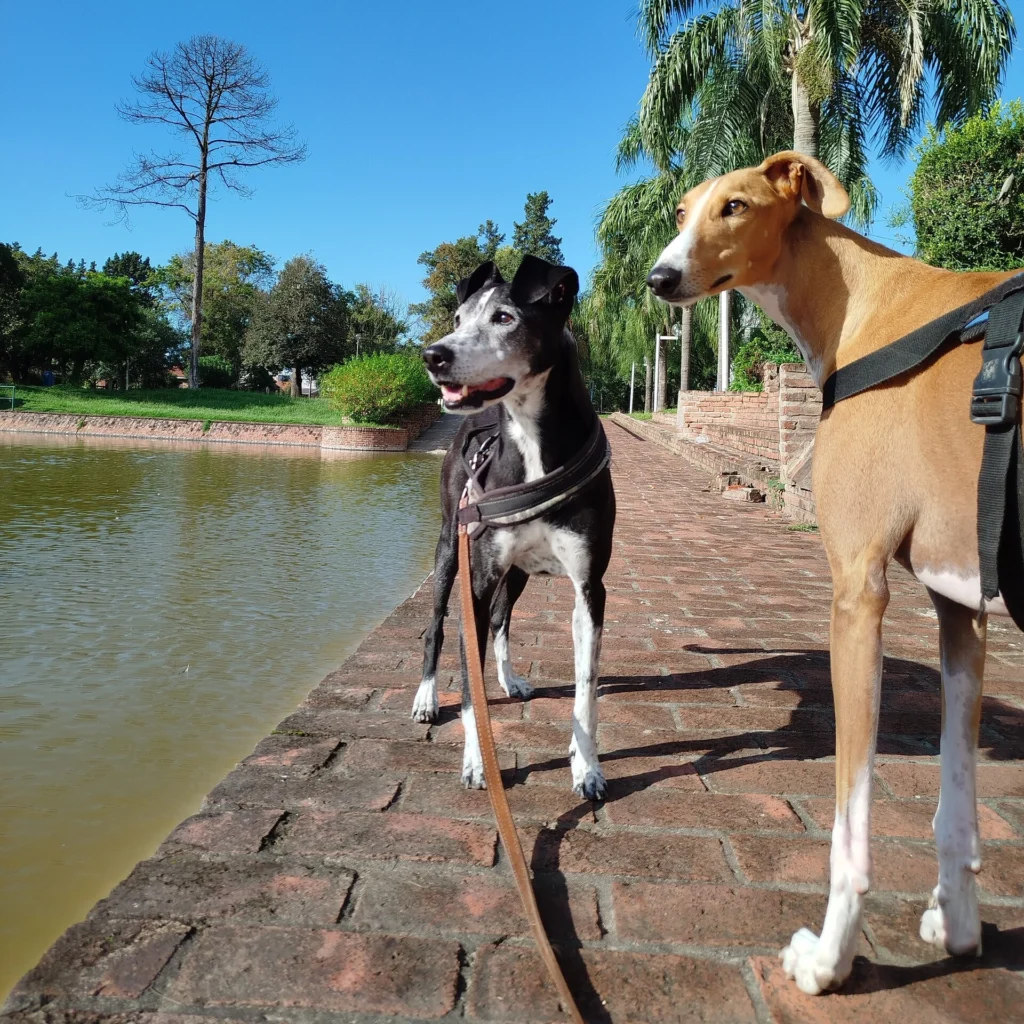 San José - Pet Shop & Paseos Caninos