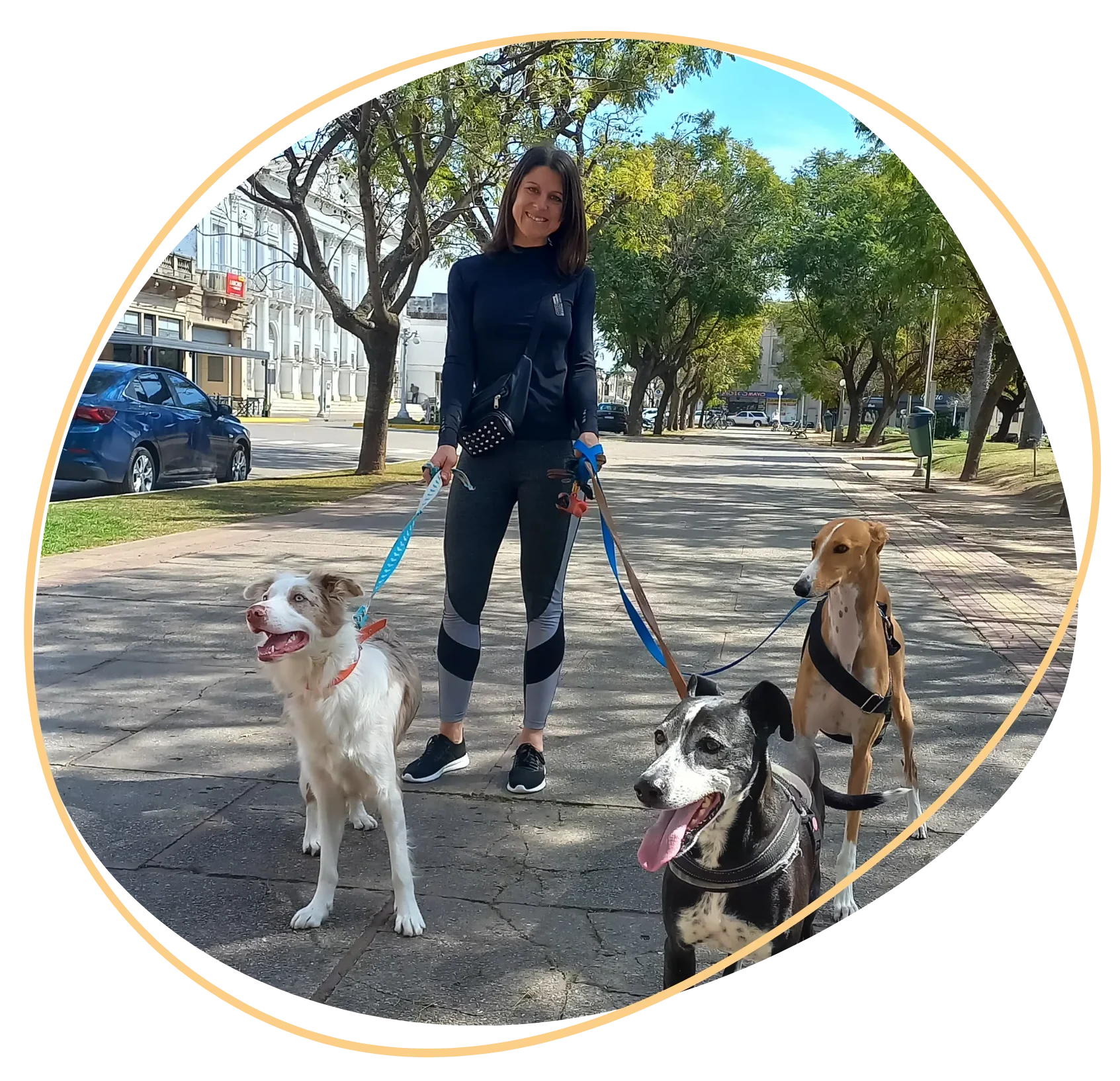 San José - Pet Shop & Paseos Caninos