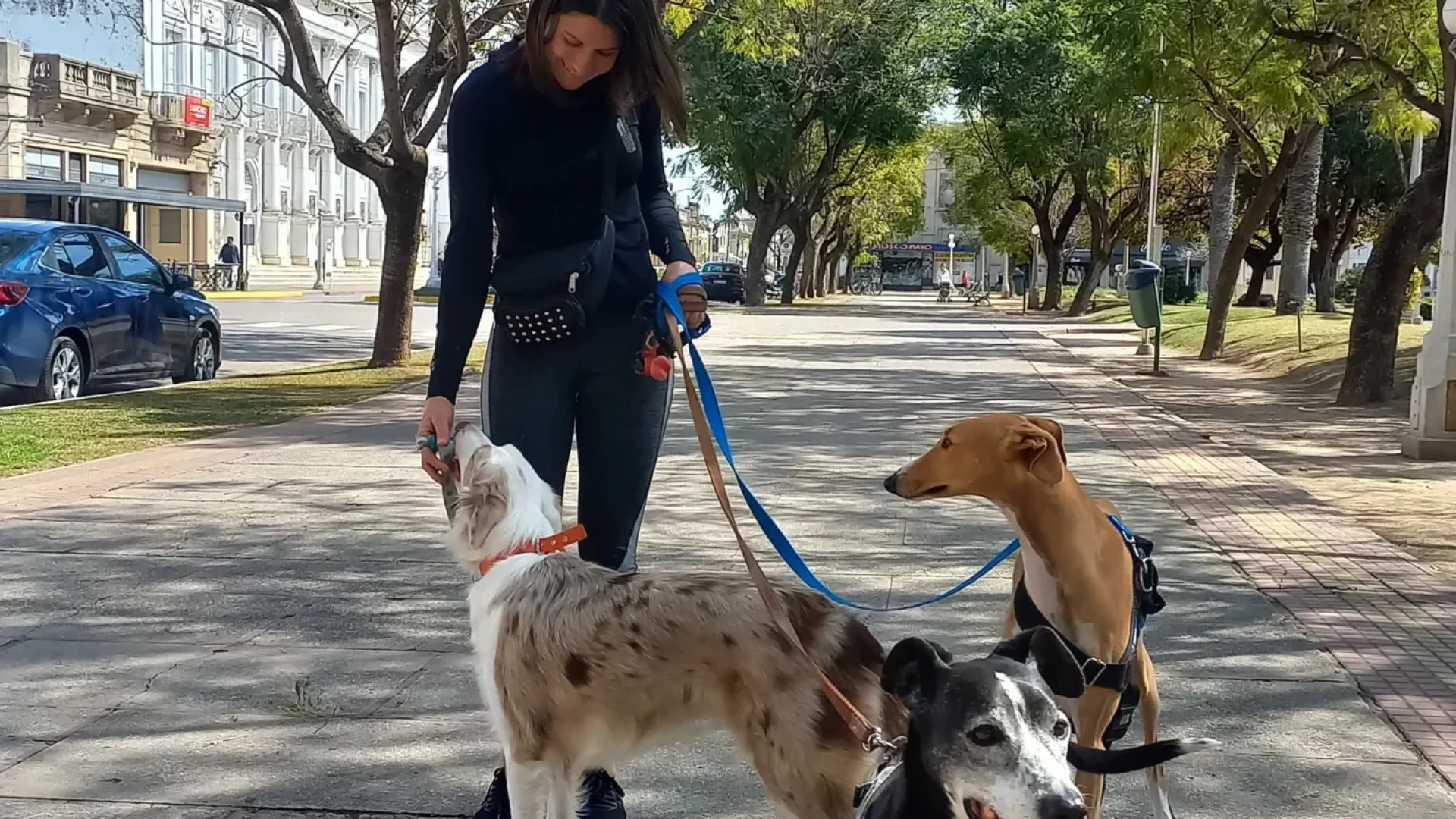 San José - Pet Shop & Paseos Caninos