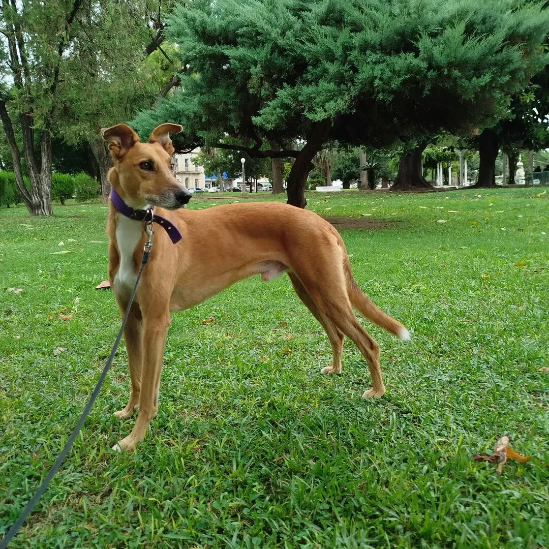 San José - Pet Shop & Paseos Caninos